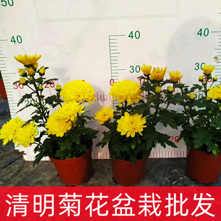 Base Direct Sales Qingming Chrysanthemum Potted White Chrysanthemum Lotus Southern Chrysanthemum Yellow Chrysanthemum Potted Wholesale Base Direct Delivery