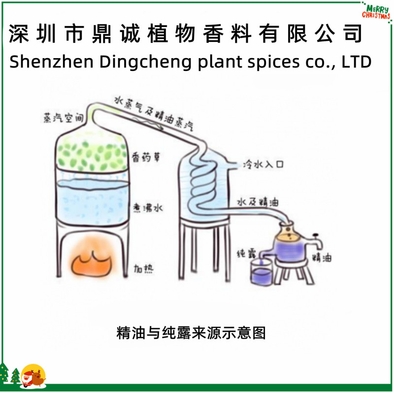 【根茎精油】当帰精油漢方薬当帰蒸留/CO2抽出医薬化粧品スキンケア品|undefined