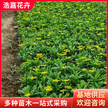 黄金菊 室外盆栽黄金菊 庭院盆栽景区用苗绿化工程用 木春菊盆栽