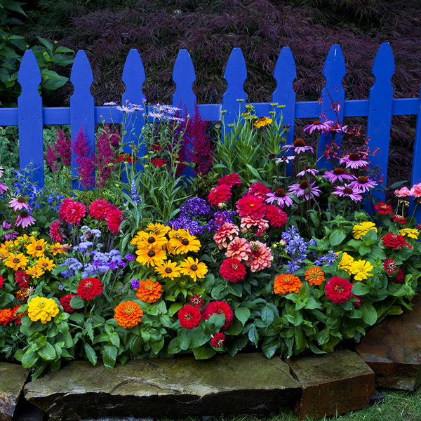 Wildflower combination flower seeds outdoor sunflower seeds zinnia…