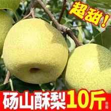安徽砀山梨薄皮酥梨新鲜现摘苹果梨子斤批发水果包邮