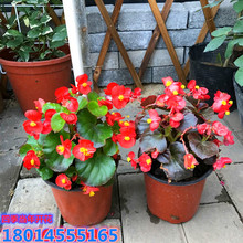 lذ꺣Ļļ_ֲ̨҃~С