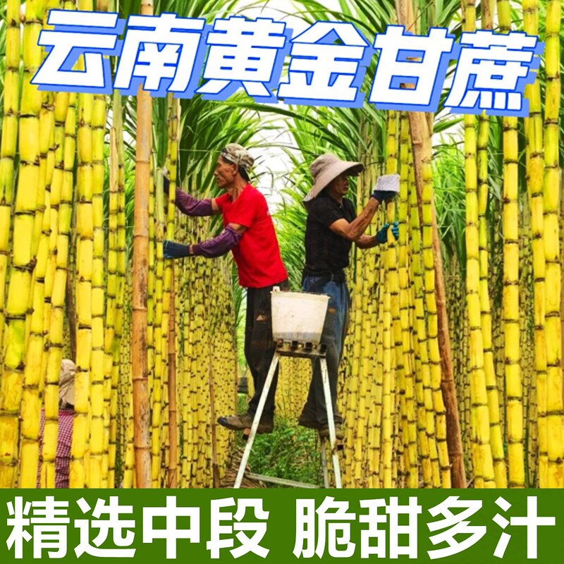Authentic Yunnan Golden Sugarcane Fresh Wholesale 5kg Seasonal Fruit Crispy Sweet Juicy Yellow-Skinned Sugarcane Grown by Local Farmers