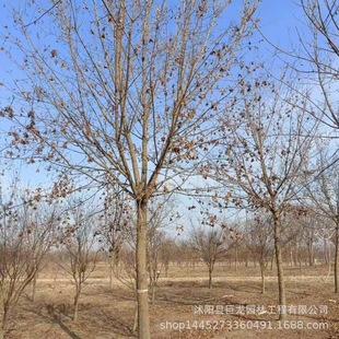 ���ԾG��������ľ ���Ǘ�������Ǘ� Ҏ���Rȫ 15-18��������