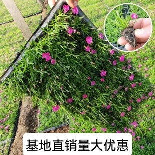 �Wʯ��óɻ�Ѩ�P�绨�绨���L�ͺ��͟��޸��GֲͥԺ