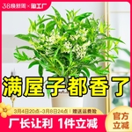 夜来香花树苗盆栽九里香花卉室内驱蚊绿植物鲜花四季开花好养庭院