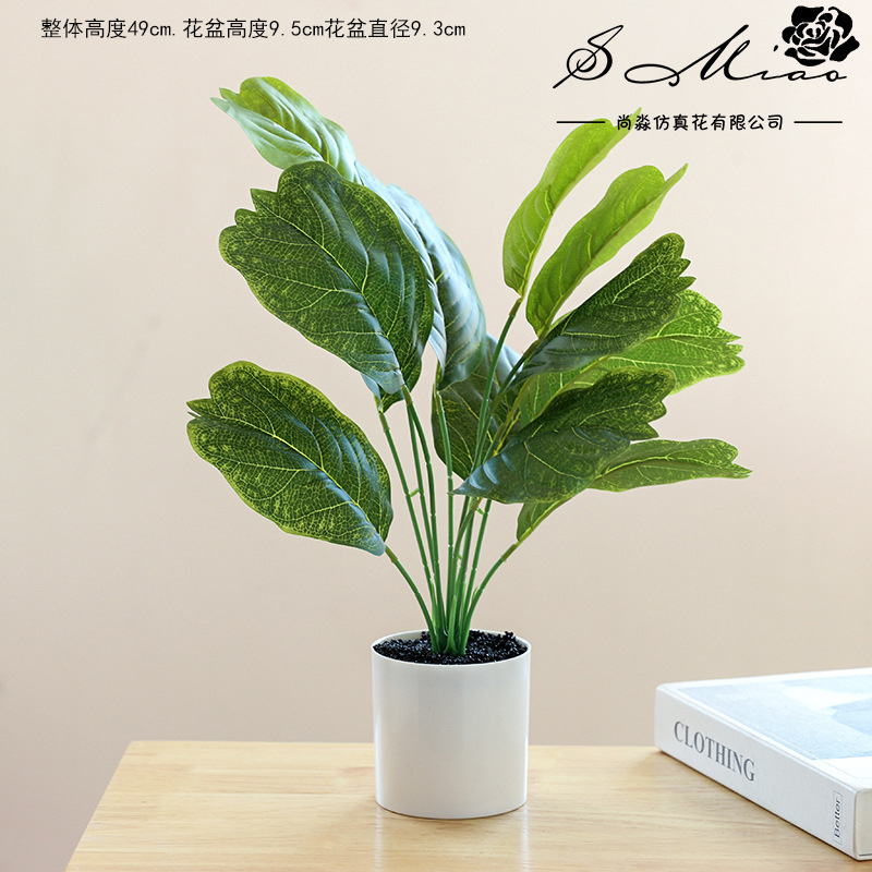 Peacock Blue 830928 plantas verdes en maceta ☆