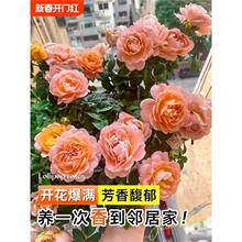 多色棒棒糖月季树桩花苗带花枝树状四季庭院盆栽室外开花植物花卉