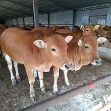 純種魯西黃牛改良牛犢活體 魯西黃牛小牛苗批發價格 魯西黃牛活物