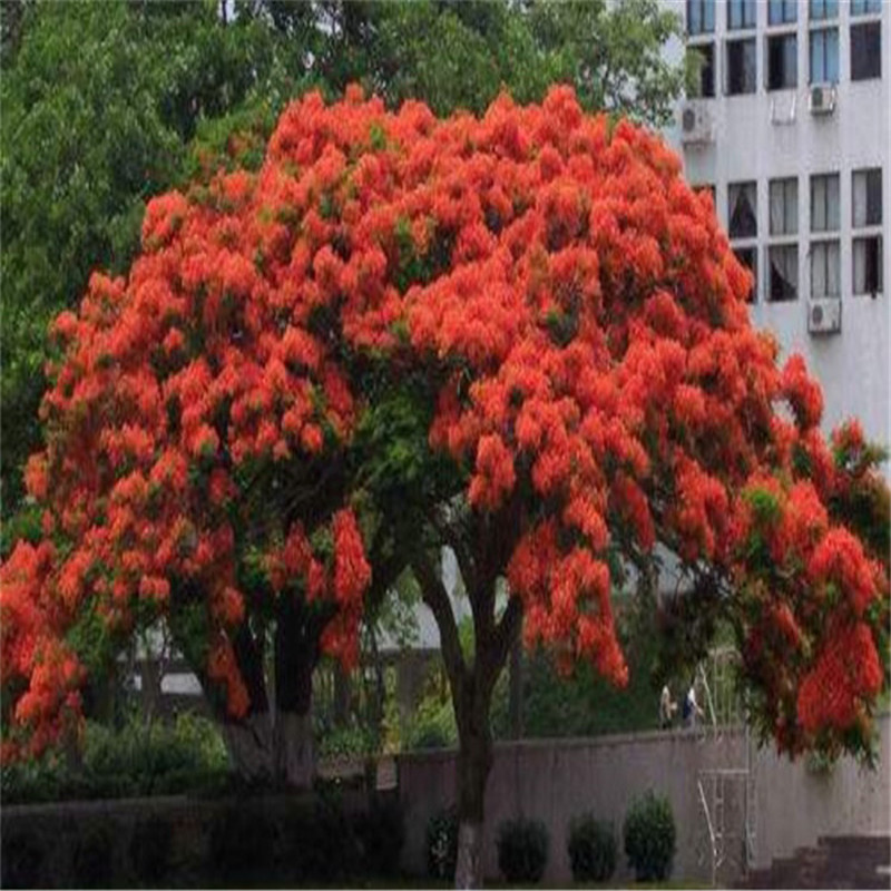 红花楹杯苗四川基地批发红蓝花楹庭院绿化盆栽观赏凤凰木树苗