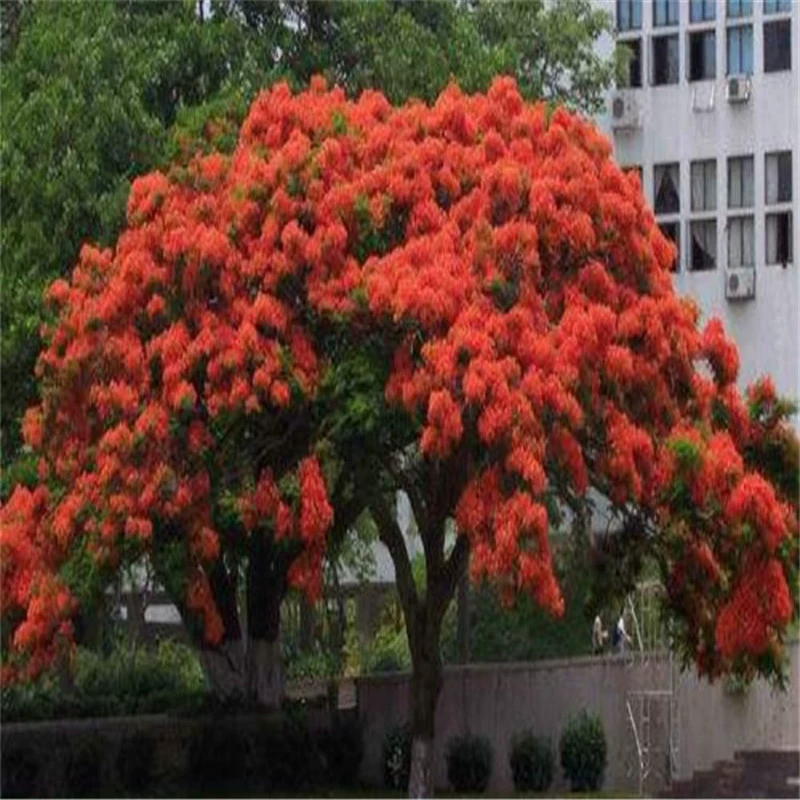 Кубок Красной Джакаранды Рассада Сычуань База Оптовая Красная Джакаранда Двор Озеленение Горшечное Растение Декоративное Дерево Феникс Рассада