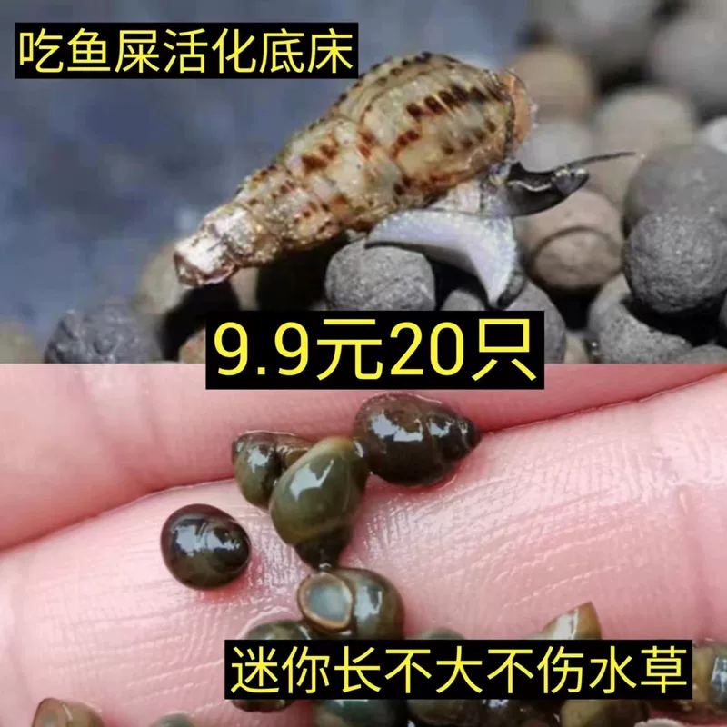 Malay snail cleaning fish tank to remove algae and eat feces cold water fresh water new product ornamental snail grass tank to eat algae and purify water for breeding