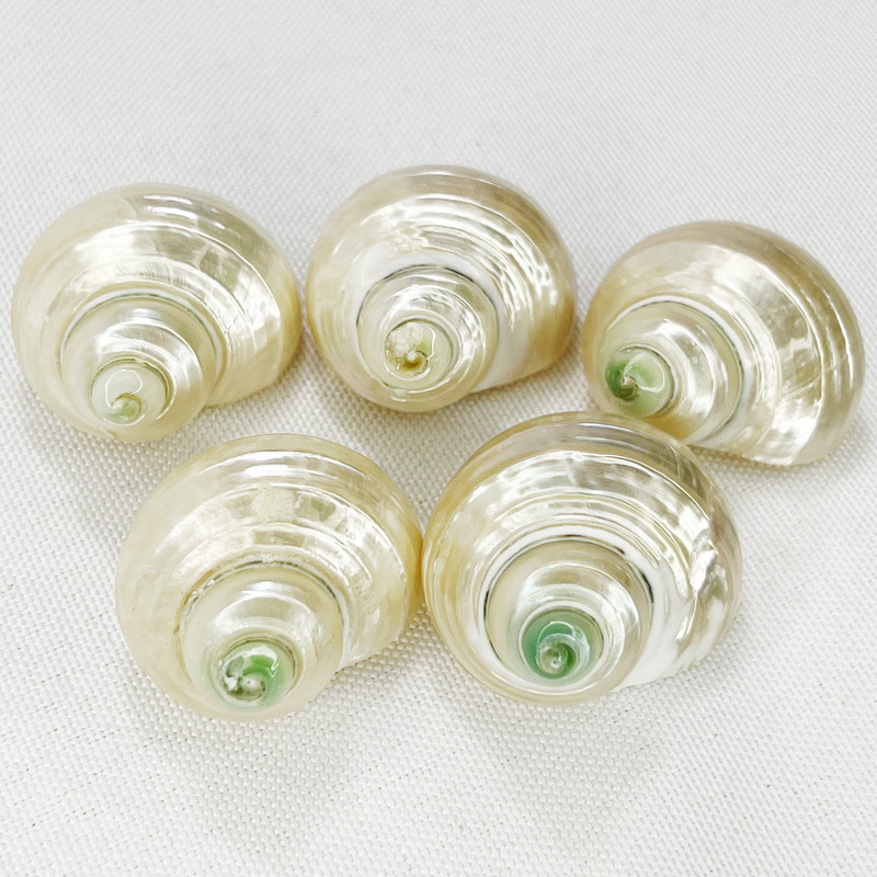 Natural Shell Conch Fluorescent Snail Hermit Crab Replacement Shell Roll Shellfish House Fish Tank Aquarium Decoration Natural Shell Conch Fluorescent Snail Hermit Crab Replacement Shell Roll Shellfish House Fish Tank Aquarium Decoration