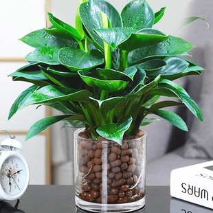 Golden Diamond Potted Green Plants, Green Radish Baskets, Hydroponic Plants, Evergreen Fortune Trees, Indoor Florals, Easy to Maintain in the Office and Living Room