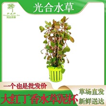 有茎类散装水草批发后景草活体真水草懒人光合水草坨草红丁香