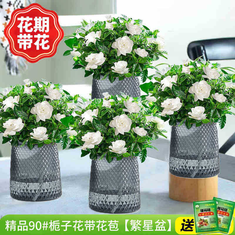 [가성비 4개 세면대] 프리미엄 90#치자나무 개화기 꽃(별화분)에 영양액을 공급