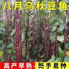 八月乌秋豆角种子特长红豇豆籽紫架豆夏秋季十月红高产耐热蔬菜种