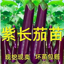 ���L�����玧���l؛�����羀�A���L�����ϼt�L�ѷN���߲������ͻ�