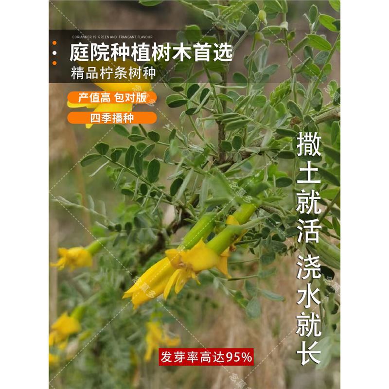 柠条种子 小叶锦鸡儿种籽 抗旱治沙多年生护坡绿化林木灌木