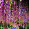Wisteria seed multi -flower wisteria seeds Potted tree seedlings climbing vine plant hanging flowers seeds forest seed seeds