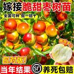 葫芦枣树活苗南北方庭院地栽特大果树盆地栽嫁接枣子树苗当年结果