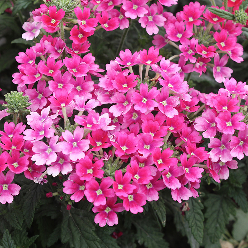 美女樱种子五色梅室内阳台庭院盆栽四季易种易活观赏花卉耐寒花籽