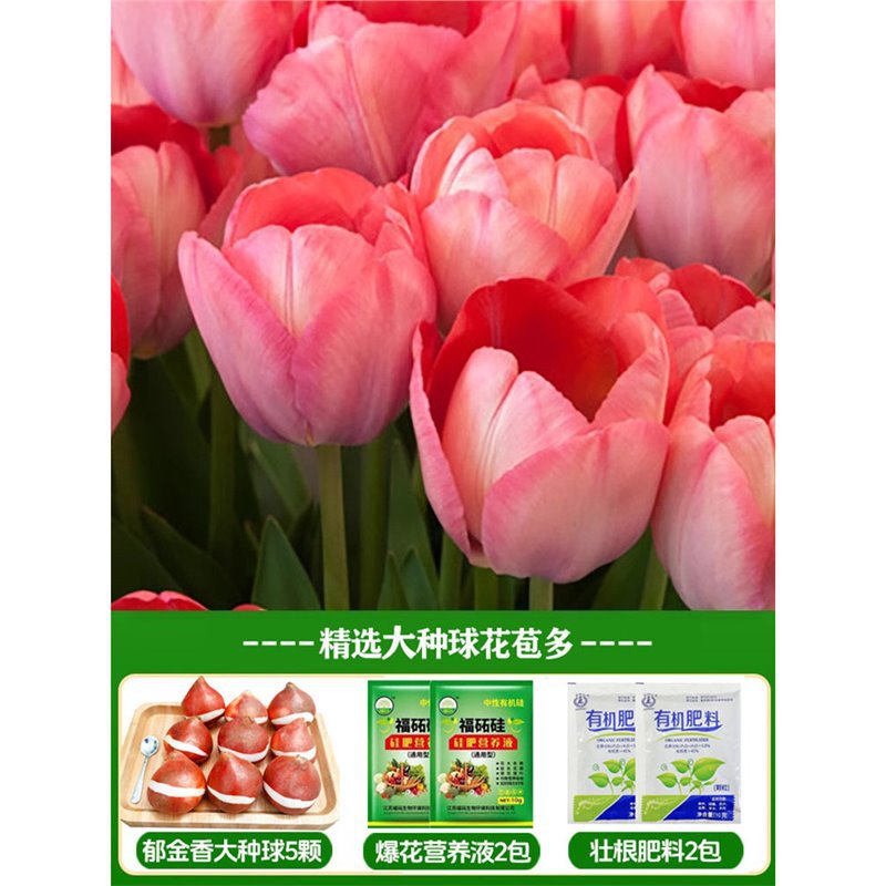 A12 yanran tulip 3 large balls + nutrient solution + fertilizer