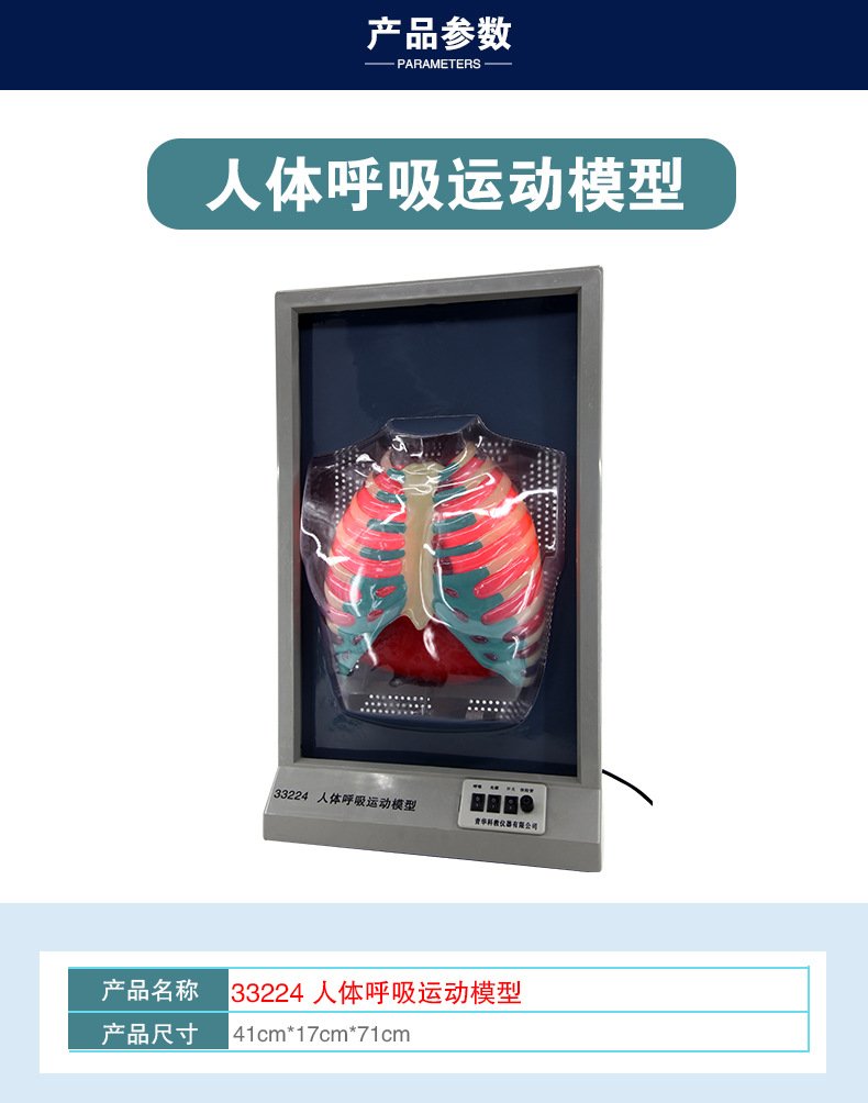 33224人体呼吸运动模型_04.jpg