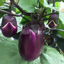 ���s��t-���������шA�α������ӷN�ӼtƤ����