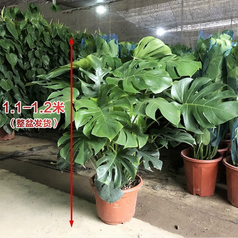 Монстера большое почвенное растение в горшке Крытая гостиная крупнолистовое зеленое растение Монстера 1-1,1 м 4-6 растение оригинал