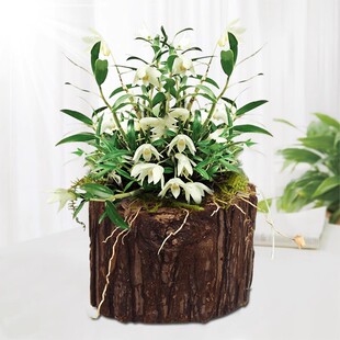 ߅��߅�N�����䘶�������FƤ�������FƤʯ�����Z����