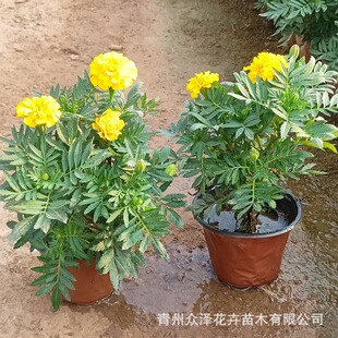 Yellow Flower Peacock Grass Orange Flower Peacock Grass Holiday Rental Florals and Greening Projects on Both Sides of the Road