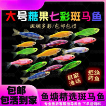 新手鱼斑马鱼荧光七彩淡水耐活观赏活鱼厂家热卖跨境一件批发代发