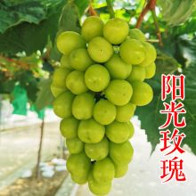 ꖹ�õ�������� 5bb 3309 ؐ�_����o�� �ձ���ӡ����������