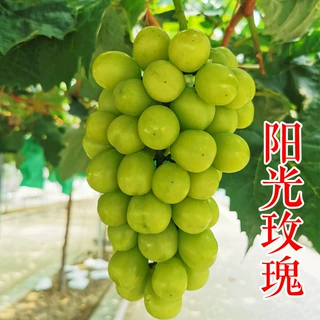 阳光玫瑰葡萄苗 5bb 3309 贝达青提无籽 日本香印晴王葡萄苗