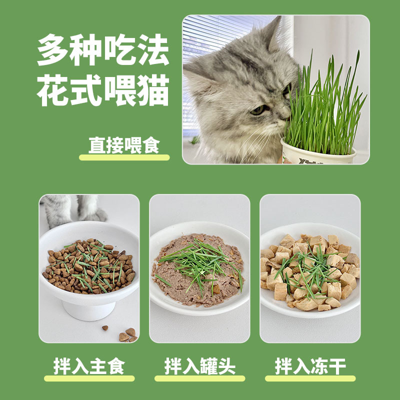 Nueva caja de hierba para gatos, fácil hierba para gatos, semillas de trigo en maceta, ayuda a convertir el cabello, olla de hierba para gatos hidropónica perezosa, bocadillos para gatos