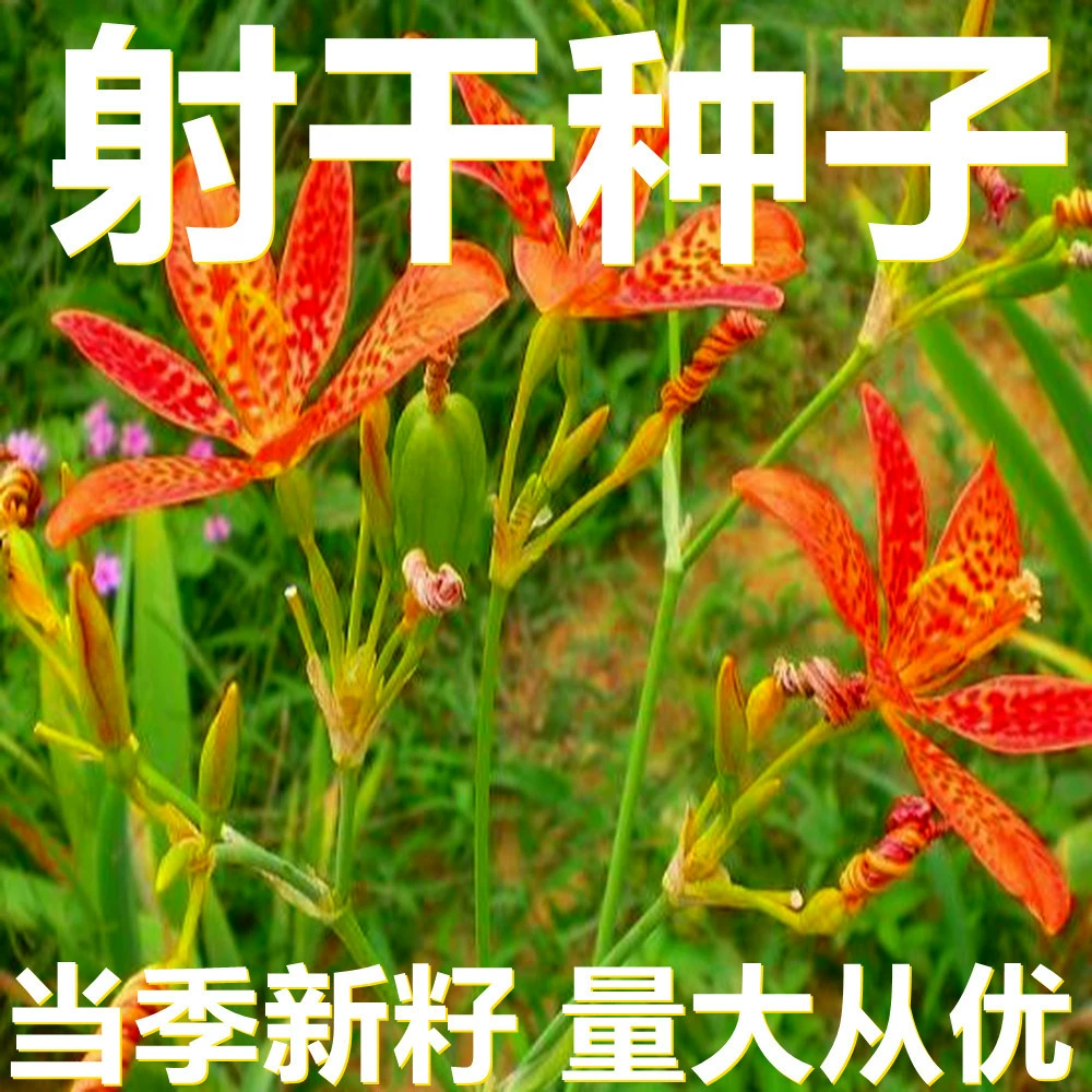 Сушеные семена 500г в мешках оптом, прямые поставки с места происхождения, сезонные новые семена, семена садовых растений