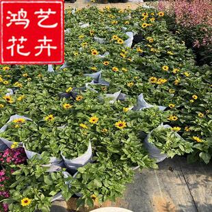 Buxus, Pine, Evergreen Perennial Potted Ground Plant, Cold and Heat Resistant Spherical Flower Mirror Landscaping