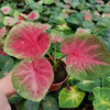 [Direct supply of the base] Net Red Color Taro Watching Plant Green Plant Potted Flower 90#Red Day Color Taro