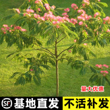 合欢树苗合欢苗绒花树苗芙蓉花树苗庭院盆栽绿化工程行道树树苗