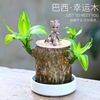 Brazilian Wooden Four Seasons Lucky Mu Gulurt Green Plant Potted Tree Tree Trees with Bud Indoor Hydroponic Plants