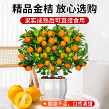 �ļ���ۘ������Կ�ʳ�Î���С���Ә��������ܴ�����ؔ�辰���B��