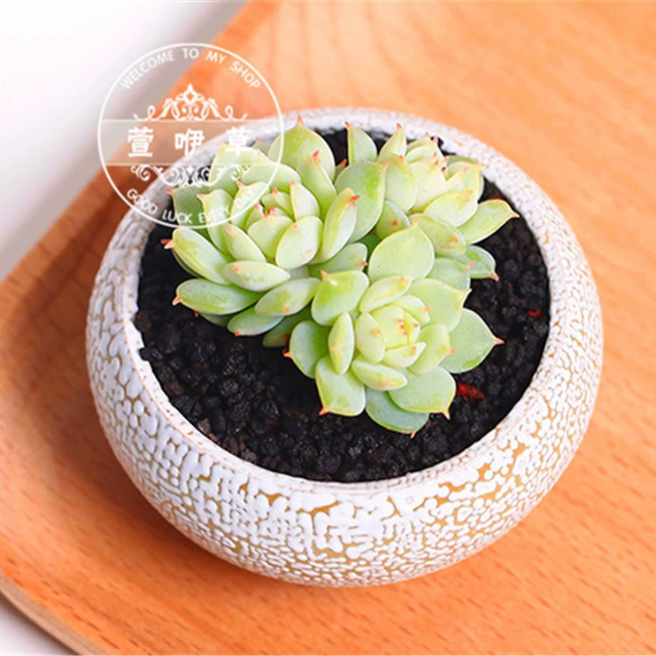 Сочные растения Jingye 2-3 см, сочные растения sedum, зеленая горшечная, сочная база, доставка
