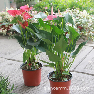 �t�ư��Ʒ��ƻ��ܾGֲ����ˮ��ֲ���҃ȿ͏d���B�ļ��_��һ���L�