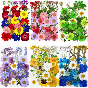�ɻ��������ϰ� Pressed Flower�M�ϰ� Ѻ���滨 ����~�˱��N��