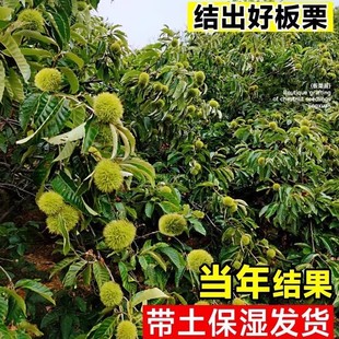 Chestnut Seedlings Grafted with Dahongpao Fruit Trees in the Same Year, Extra Large Chestnut Trees, Fruit Trees, Fruit Seedlings Planted in the South and North
