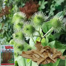 ţ��N�� ��ș�ķN������Ӗ|�󅢖|��ţ�޲� ţ����ļ��߲˷N��