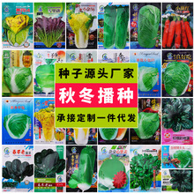萝卜白菜黄心菜秋冬蔬菜种子大全菜园盆栽秋冬播种冬季耐寒菜籽种