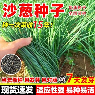 ɳ�[�N��Ұ���ɹž��ͺ��ļ��̨С���[���ԷNֲ�׻�ɳĮɳ�[�N��