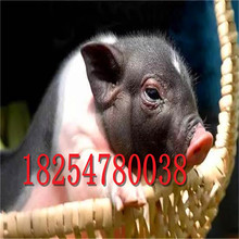 巴馬香豬小豬仔子三個月的巴馬香豬價格北京黑豬出售養殖場直銷